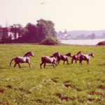 Pferde-auf-Seewiese-1973
