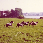 Pferde-auf-Seewiese-1973