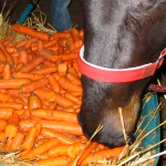 Weihnachtskarotten