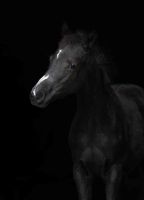 2025-10_Komara-Fohlen_1 2025-10_Komara-Fohlen_1