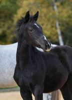 2025-10_Komara-Fohlen_2 2025-10_Komara-Fohlen_2