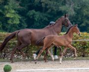 2025-Polenta-Fohlen-1 2025-Polenta-Fohlen-1