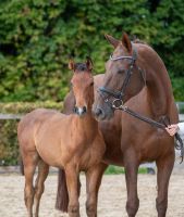 2025-Polenta-Fohlen-2 2025-Polenta-Fohlen-2