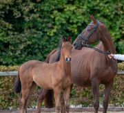 2025-Polenta-Fohlen-3 2025-Polenta-Fohlen-3