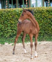 2025-Polenta-Fohlen-4 2025-Polenta-Fohlen-4