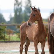 2025-Polenta-Fohlen-5 2025-Polenta-Fohlen-5